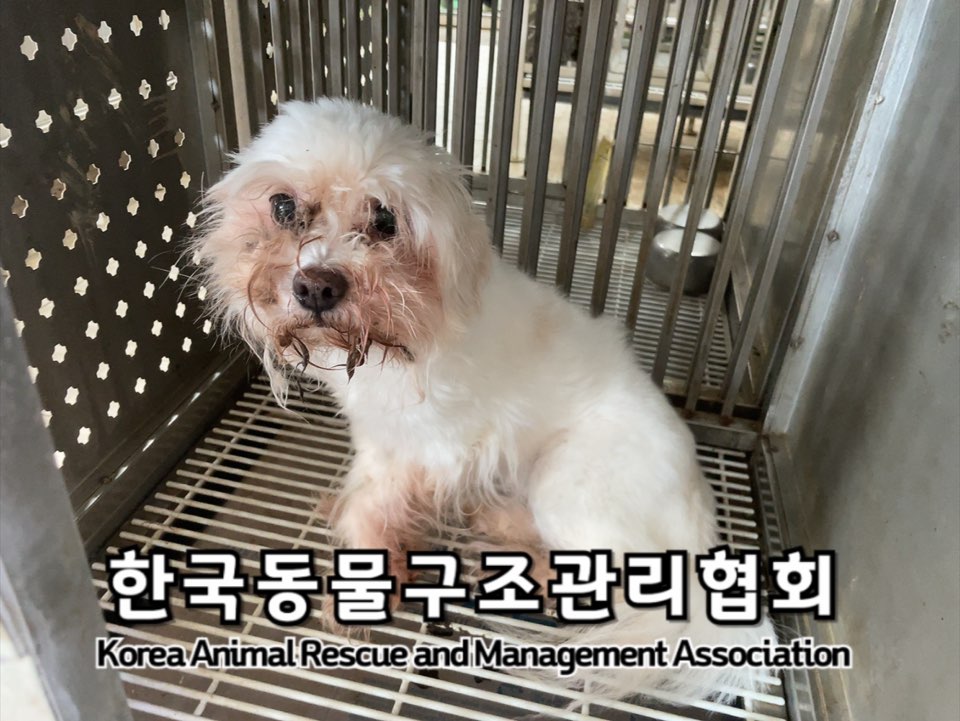 보호중 말티즈의 가…