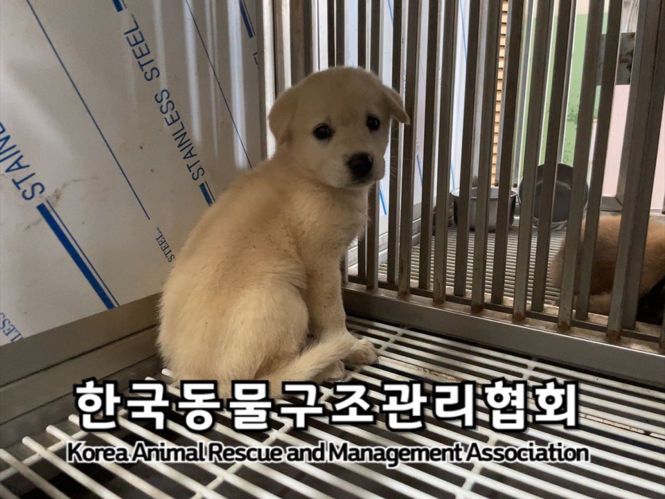 보호중 믹스견의 가…