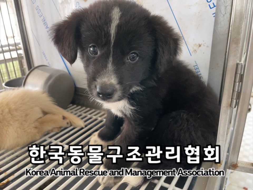 종료(안락사) 믹스…