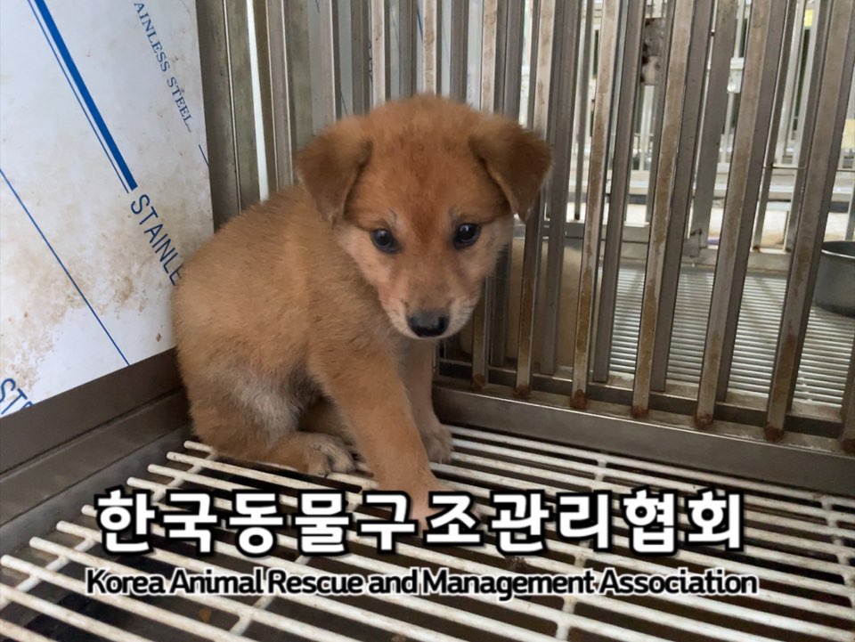 종료(안락사) 믹스…
