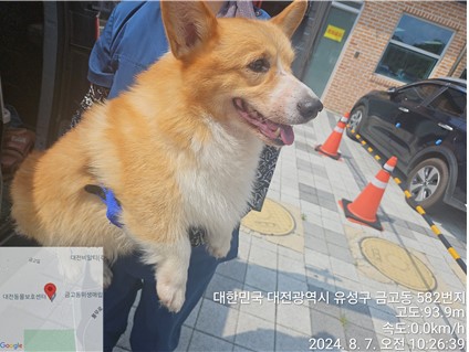 보호중 웰시 코기 …