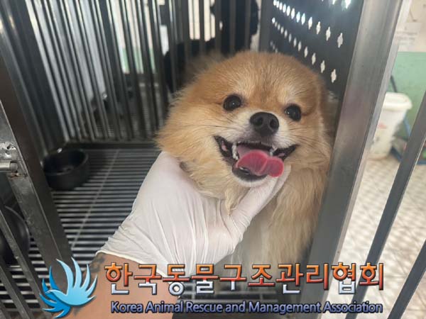 보호중 포메라니안의…