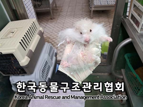 종료(입양) 햄스터…
