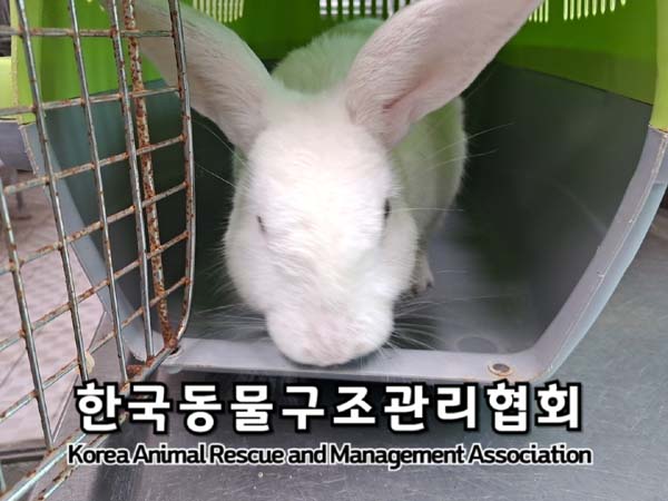 종료(안락사) 토끼…
