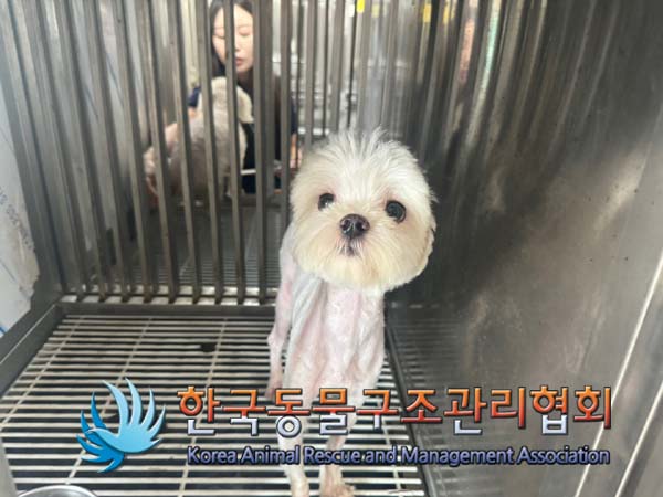 종료(입양) 말티즈…