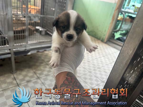 보호중 믹스견의 가…