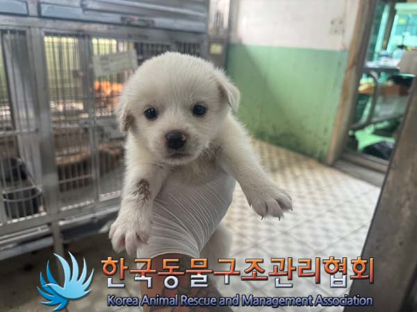 보호중 믹스견의 가…