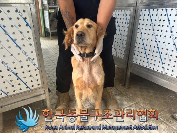 종료(반환) 골든 …