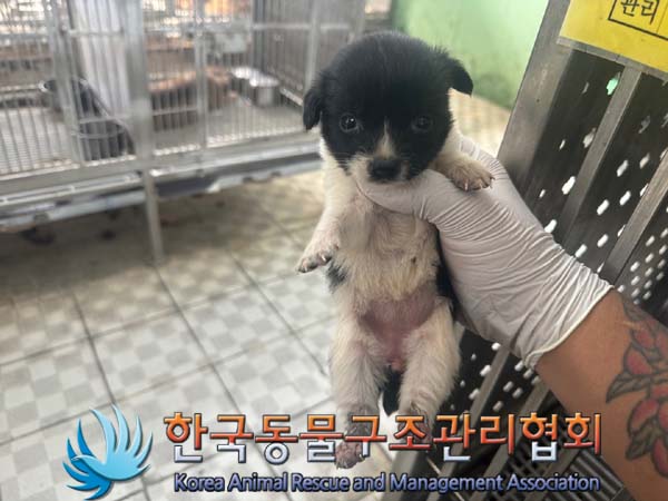 종료(안락사) 믹스…
