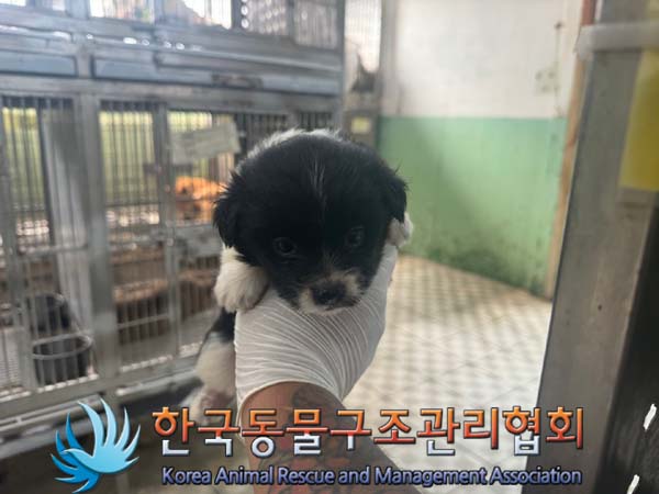 보호중 믹스견의 가…
