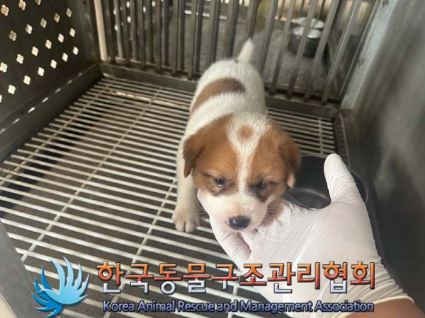 한국동물구조관리협회_441406202401338
