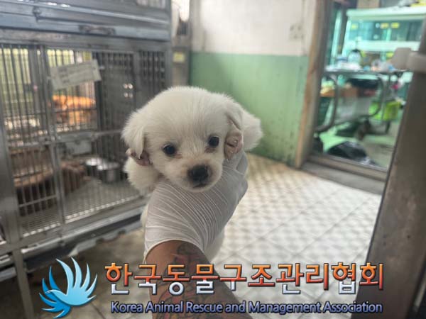종료(안락사) 믹스…
