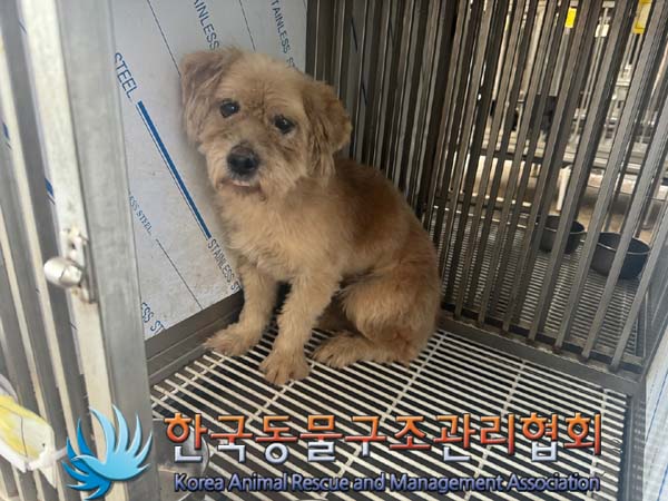 한국동물구조관리협회_441406202401335