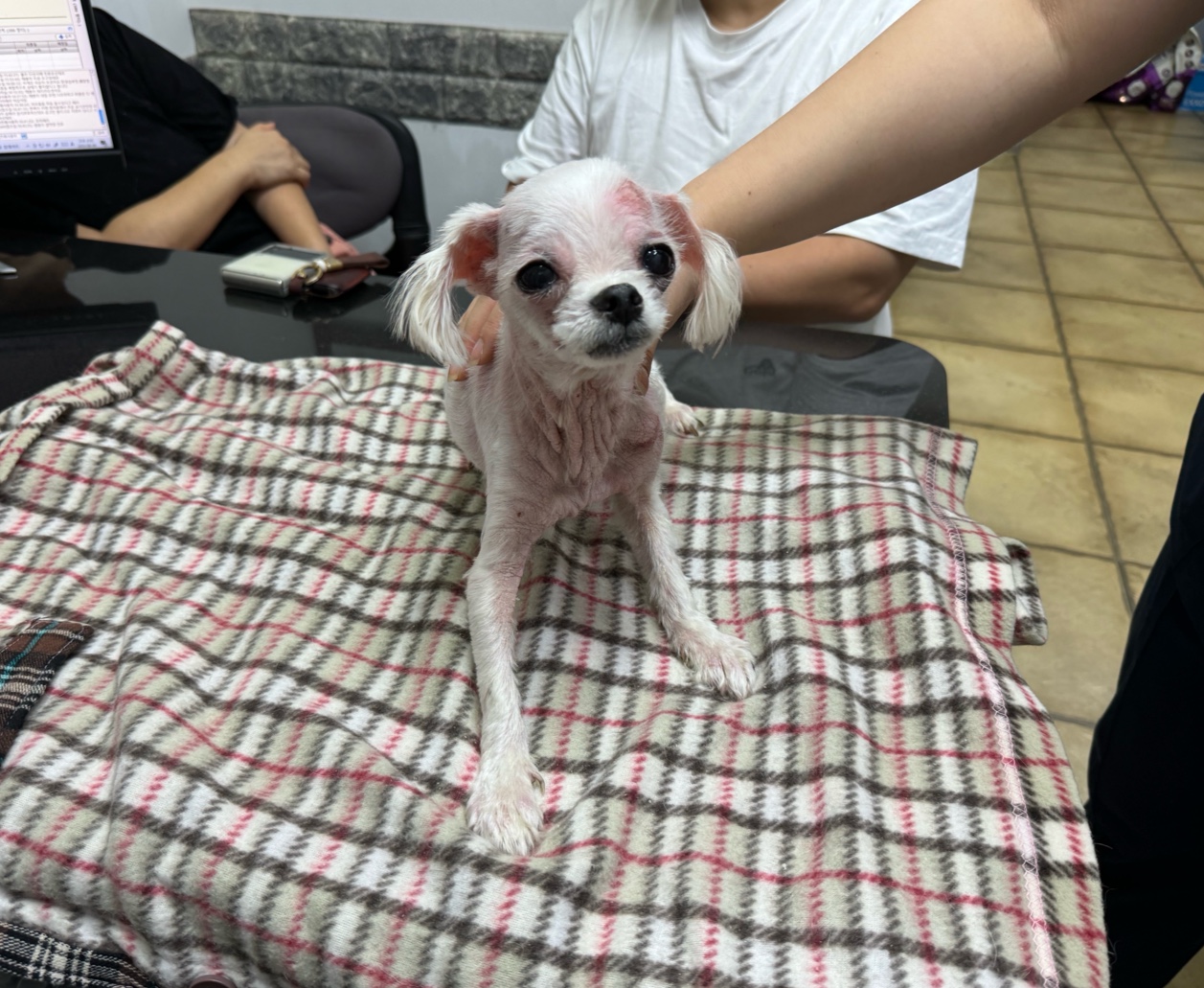 보호중 말티즈의 가…