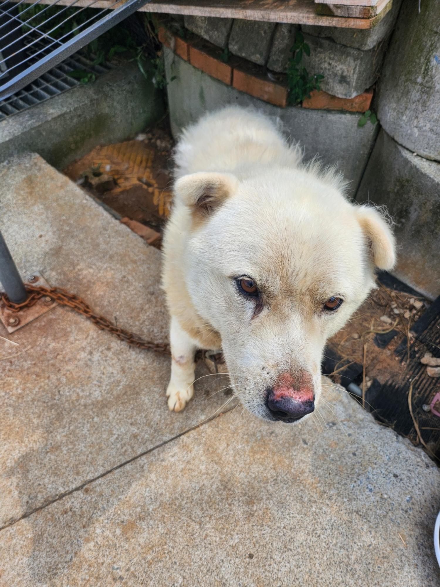 금일동물보호센터_444460202400789