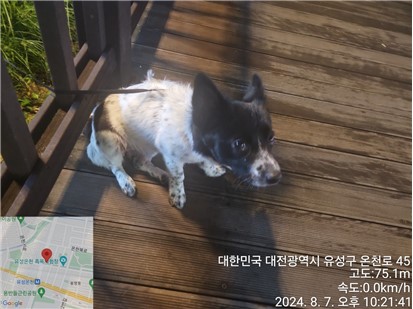 종료(반환) 믹스견…