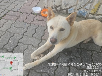 종료(반환) 진도견…