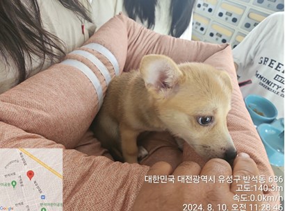 종료(입양) 믹스견…