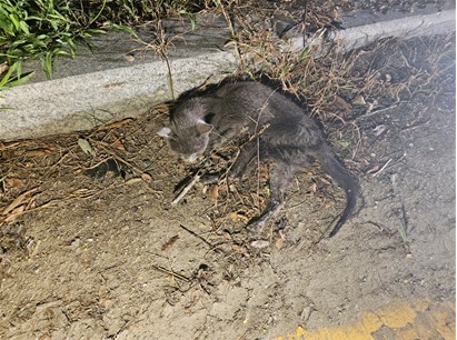 대전동물보호센터_430367202400555