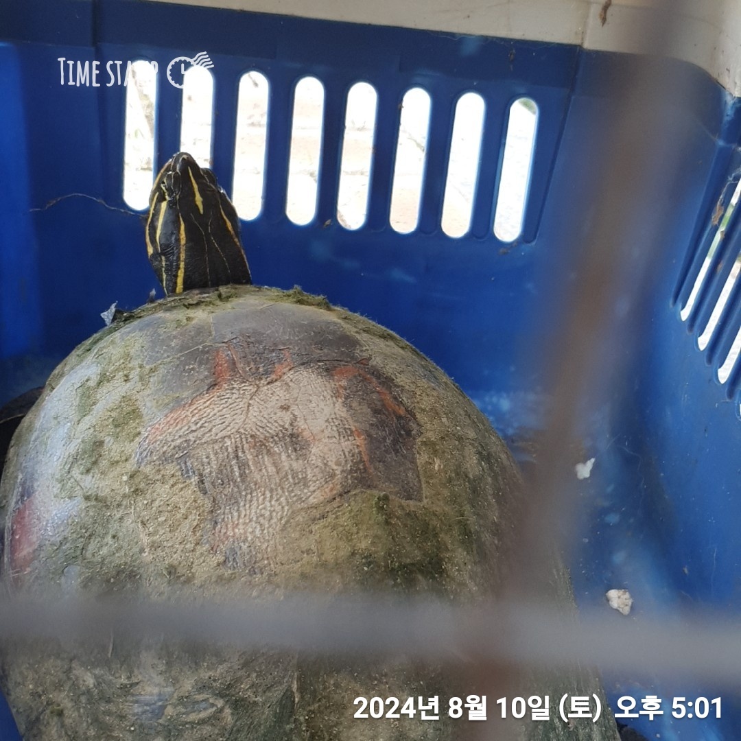 울산유기동물보호센터_431370202400713