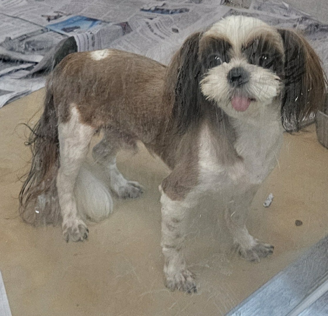 보호중 시츄의 가족…