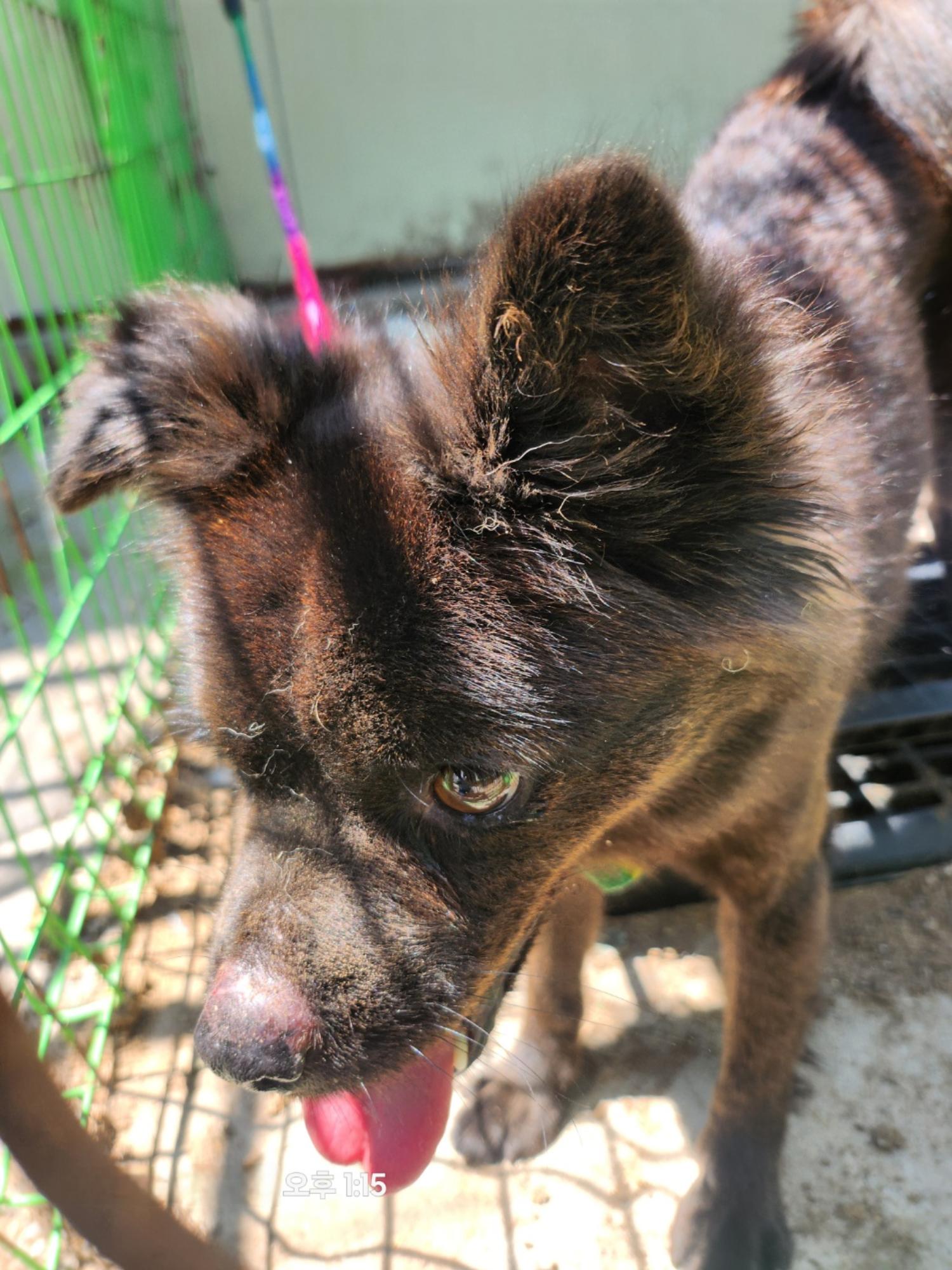 울산유기동물보호센터_431370202400712