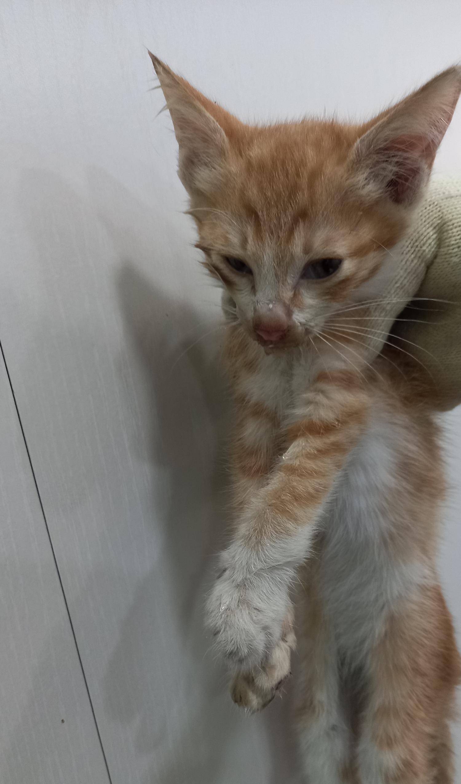 종료(자연사) 한국…