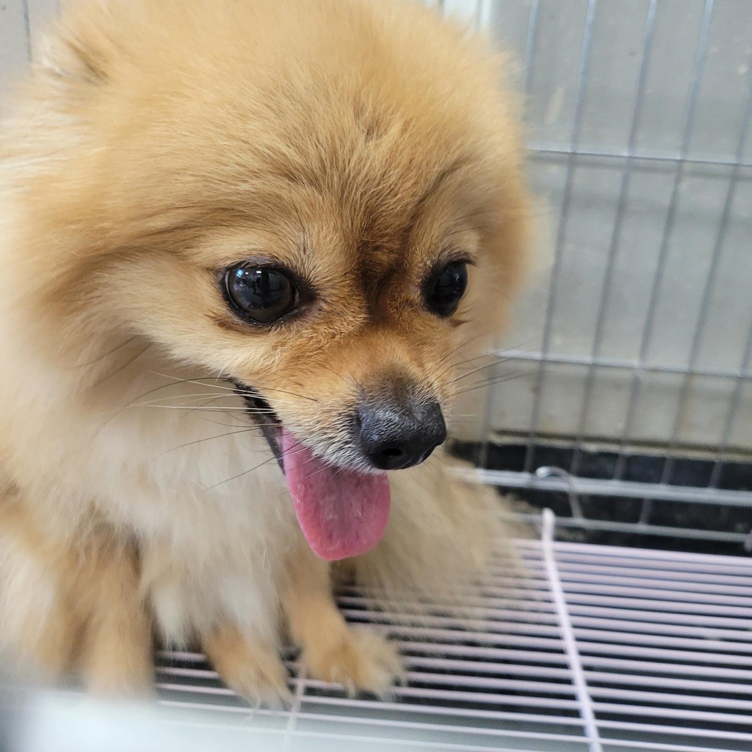 보호중 포메라니안의…
