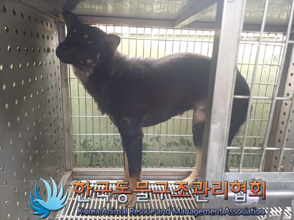 종료(안락사) 믹스…