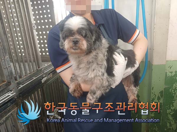 종료(입양) 시츄의…