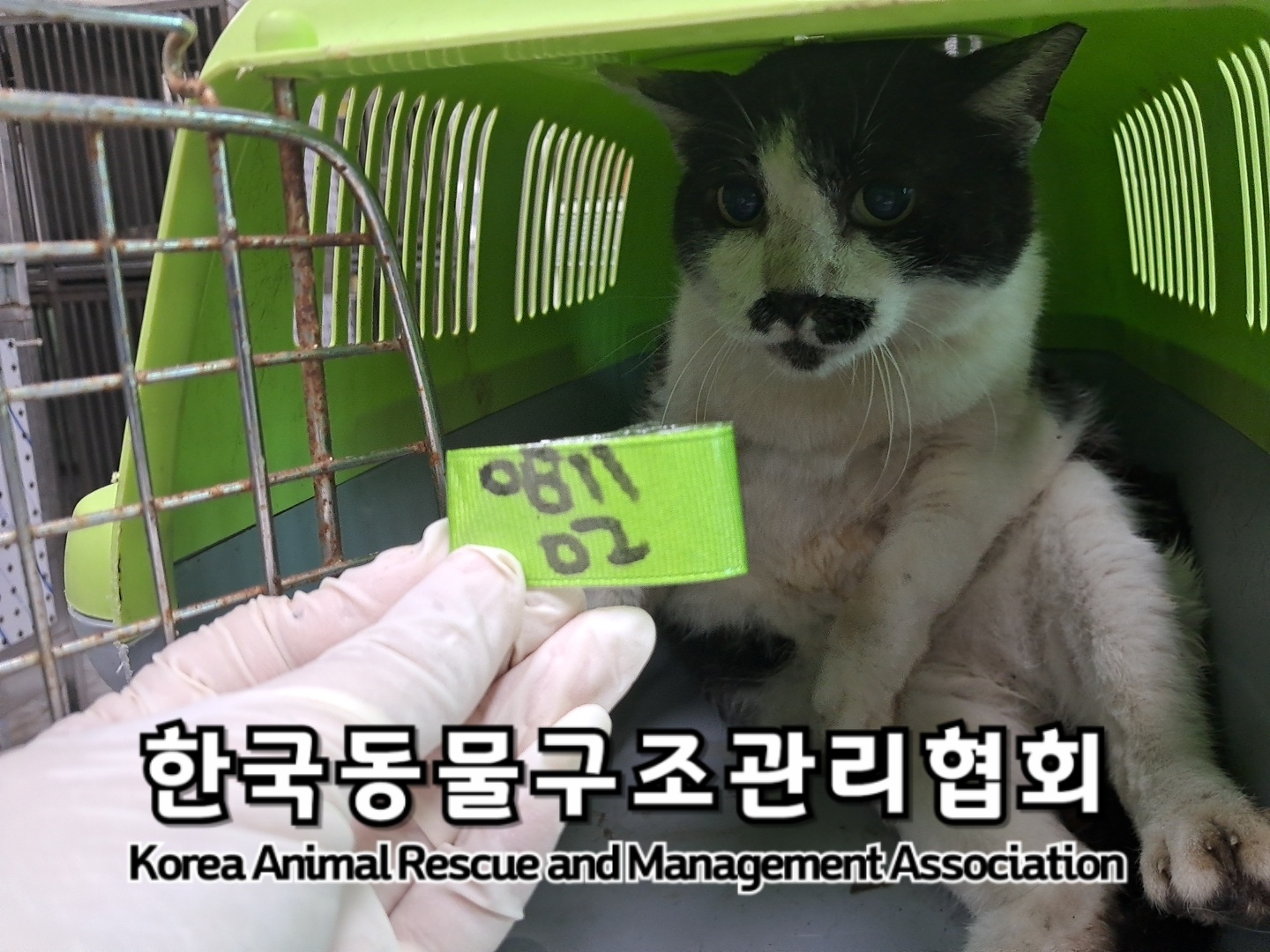종료(안락사) 한국…