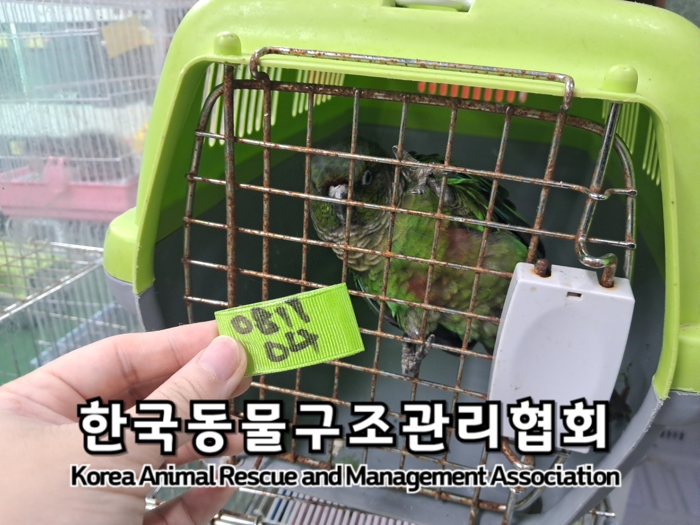 보호중 앵무새의 가…