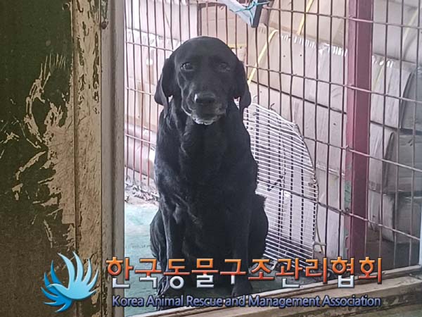 보호중 라브라도 리…