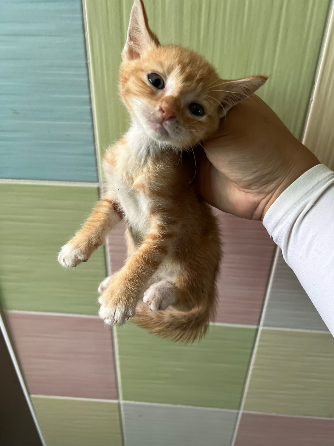 보호중 한국 고양이…