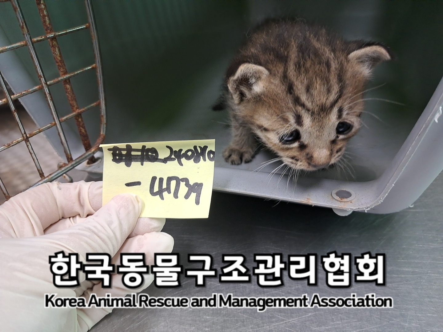 종료(입양) 한국 …