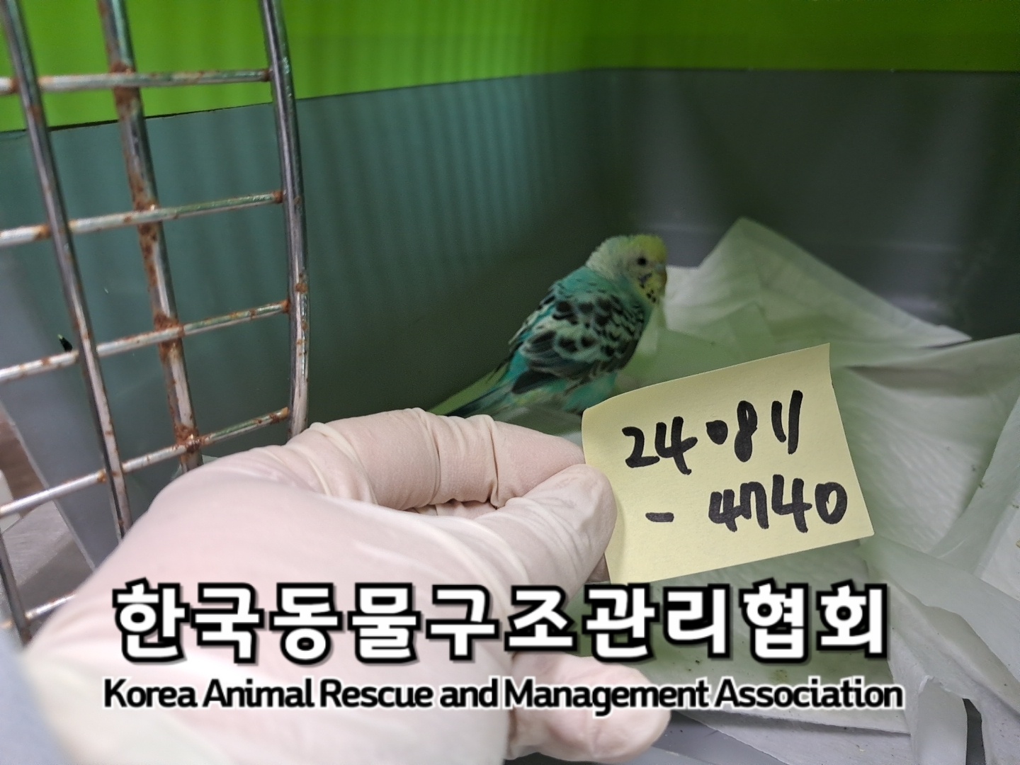 보호중 앵무새의 가…