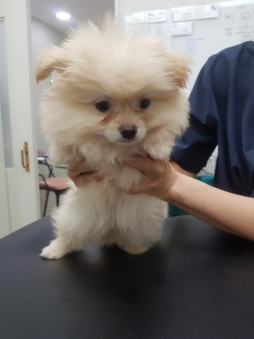 종료(입양) 포메라…