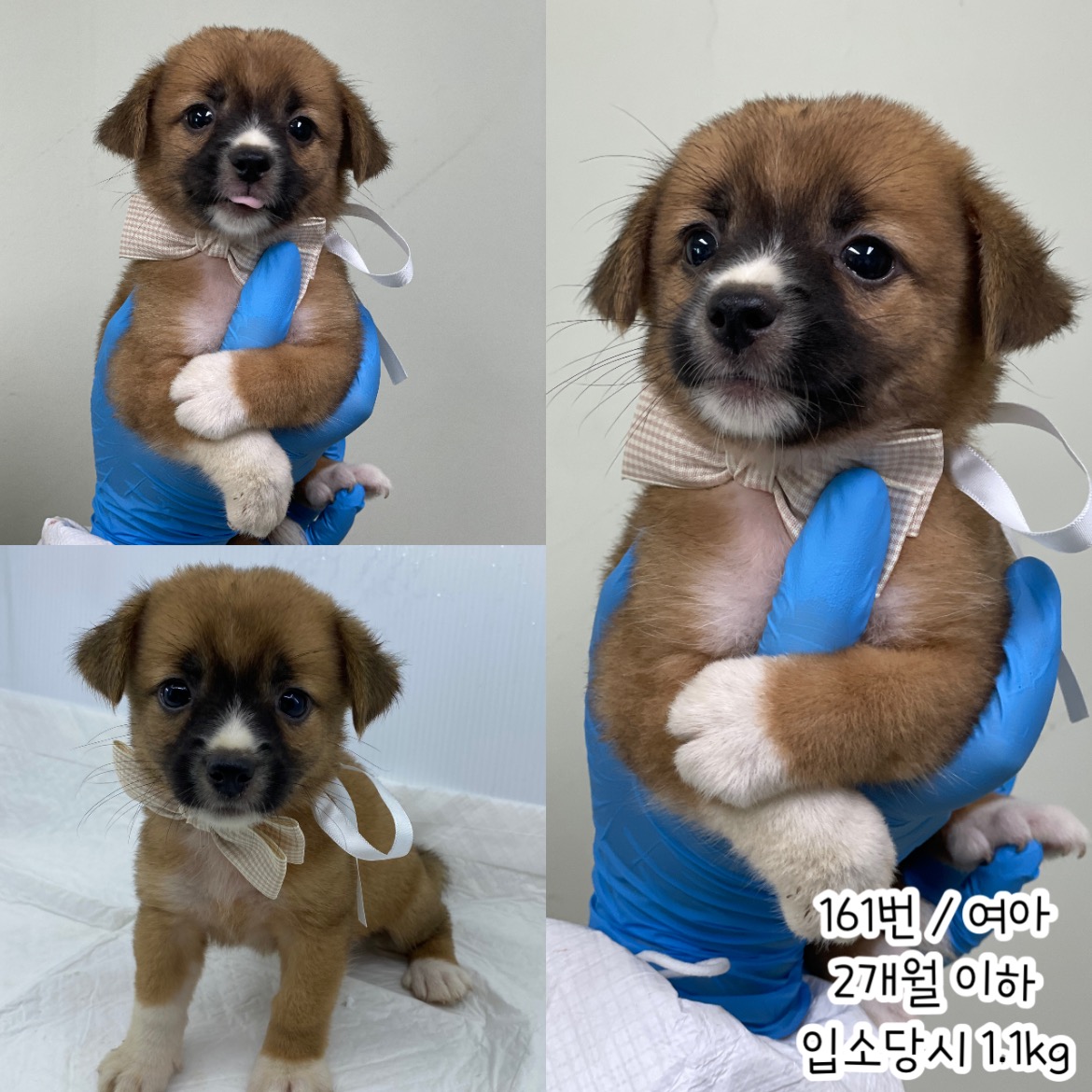 공주시 동물보호소_444450202400388