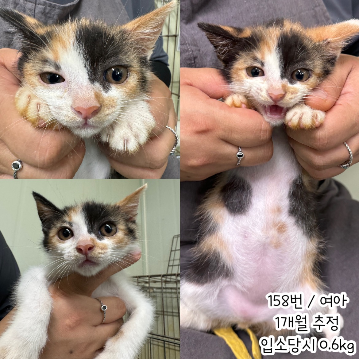 보호중 한국 고양이…