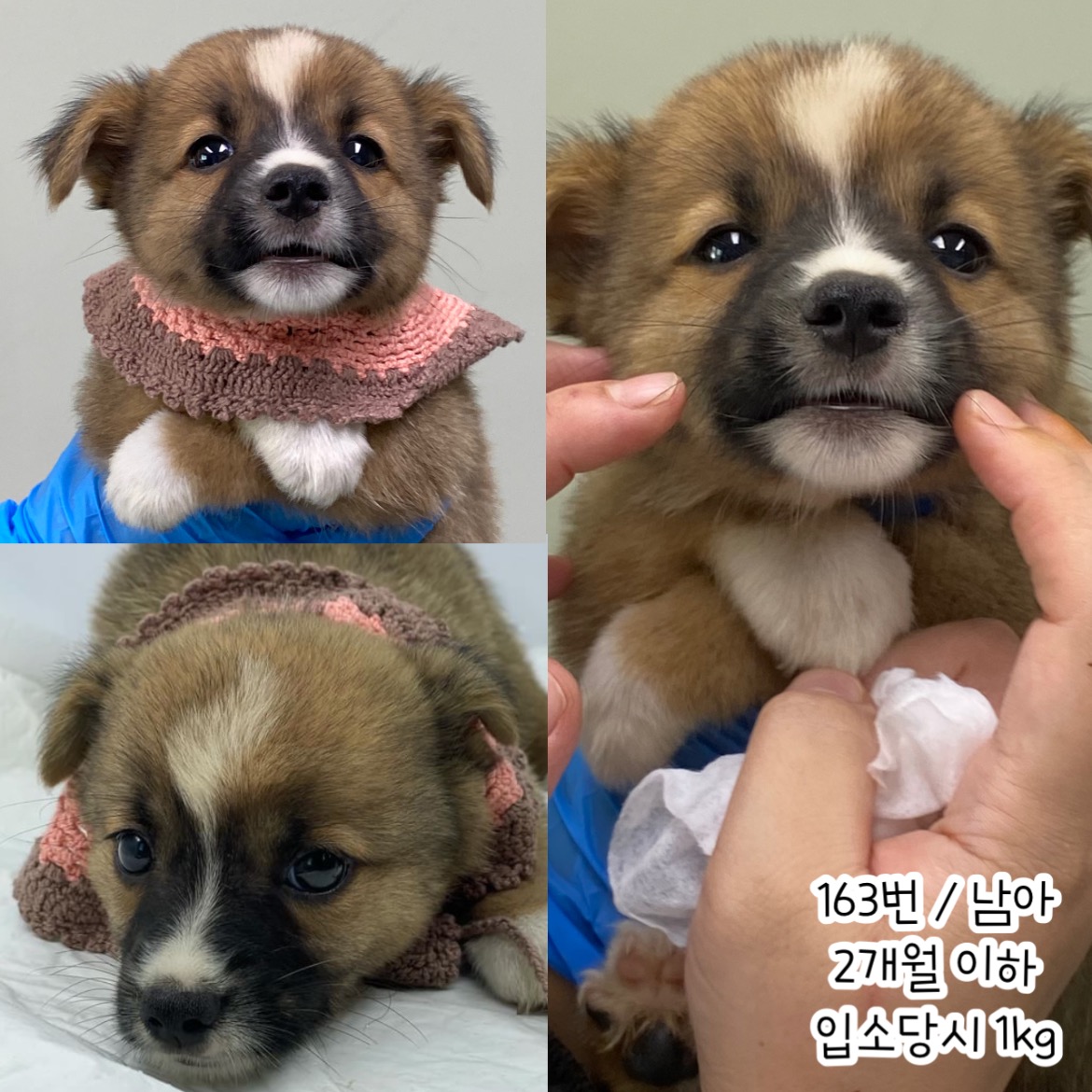 공주시 동물보호소_444450202400390