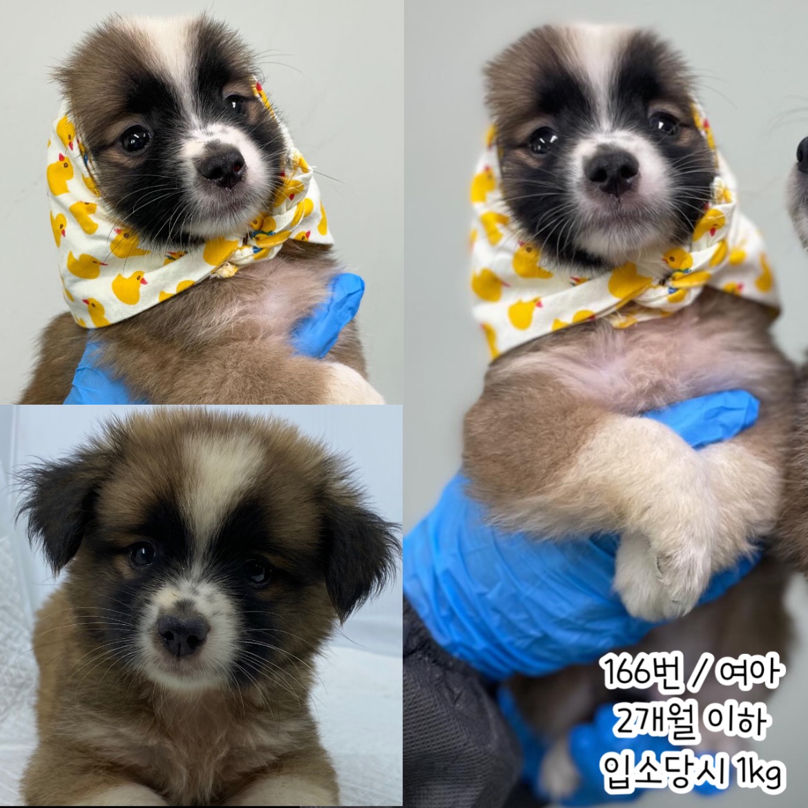 공주시 동물보호소_444450202400393