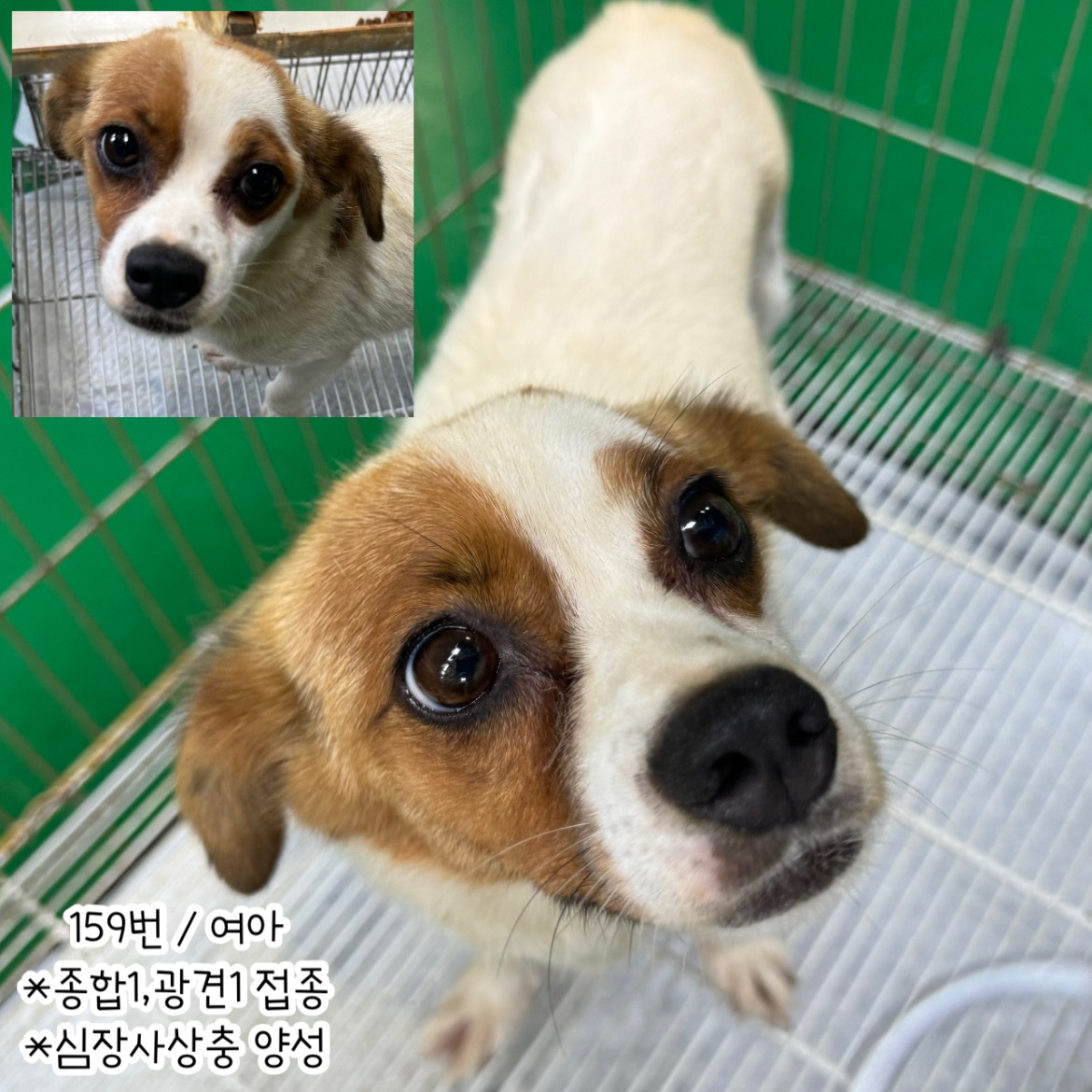 공주시 동물보호소_444450202400386