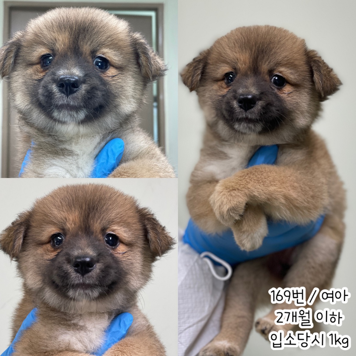 공주시 동물보호소_444450202400396