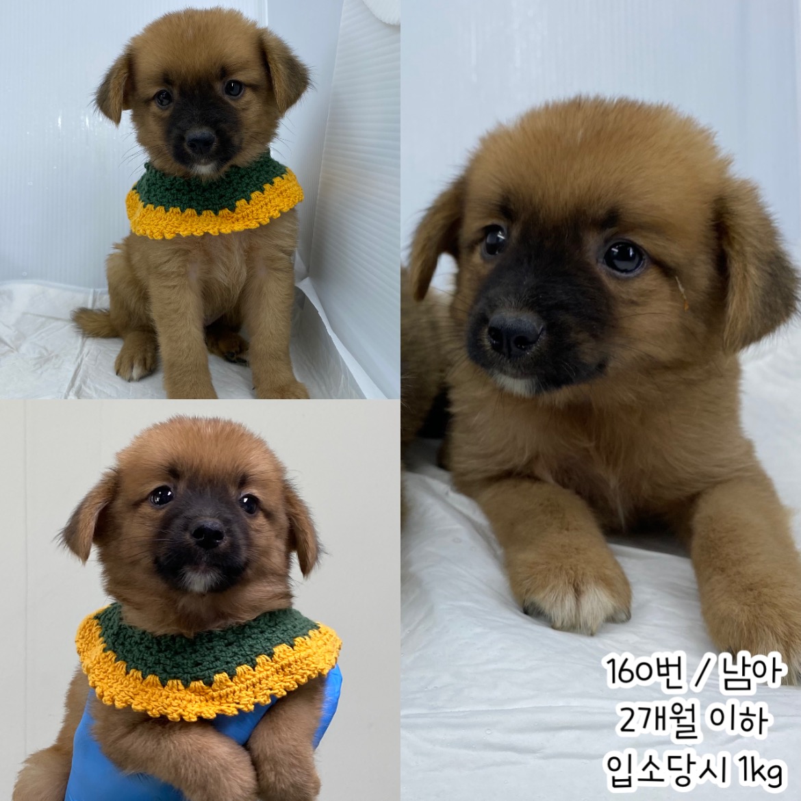 공주시 동물보호소_444450202400387