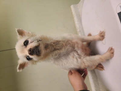 보호중 포메라니안의…