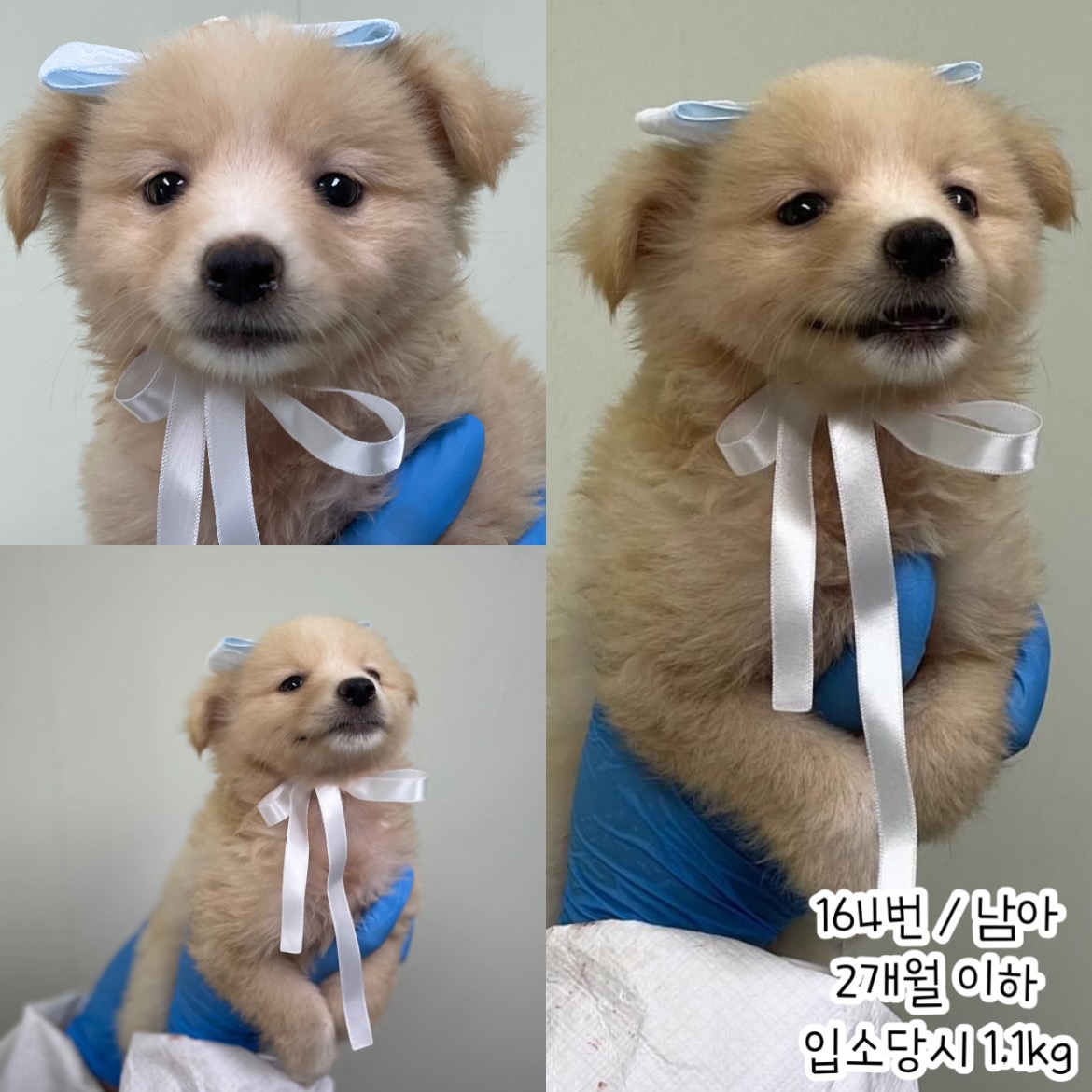 공주시 동물보호소_444450202400391