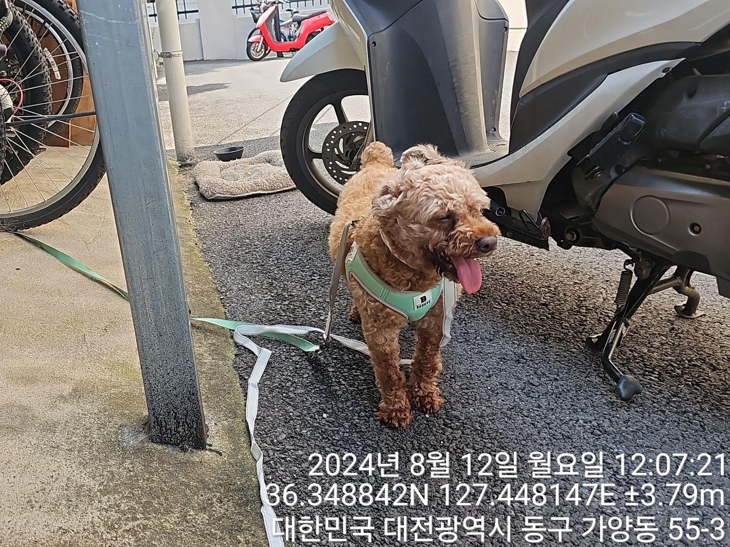 대전동물보호센터_430364202400651