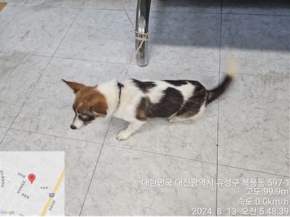 종료(반환) 믹스견…