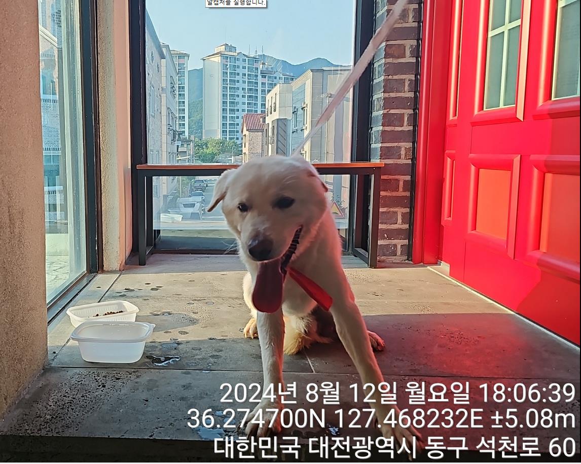 종료(반환) 진도견…