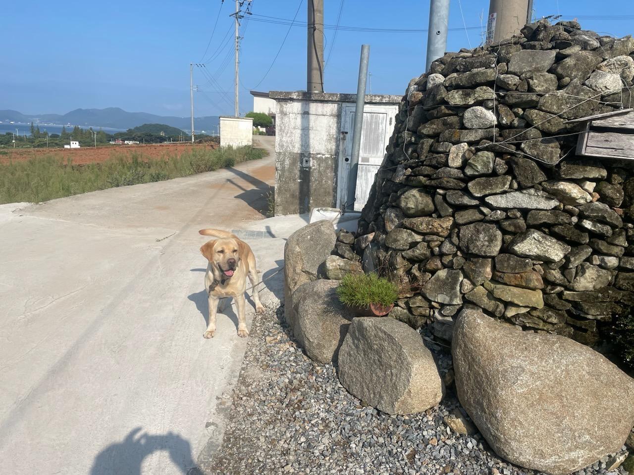보호중 라브라도 리…